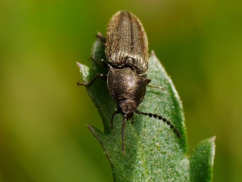 Cidnopus sp.
